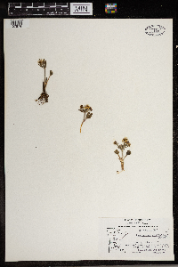 Ranunculus rhomboideus image