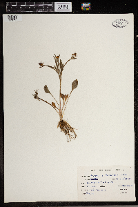 Ranunculus rhomboideus image