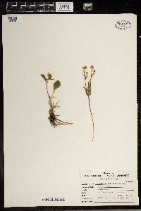Ranunculus rhomboideus image