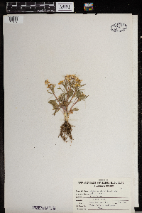 Ranunculus rhomboideus image
