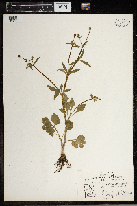 Ranunculus abortivus image