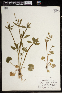Ranunculus abortivus image