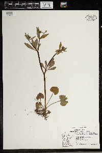 Ranunculus abortivus image