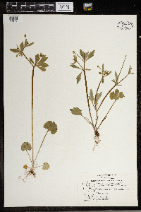 Ranunculus abortivus image