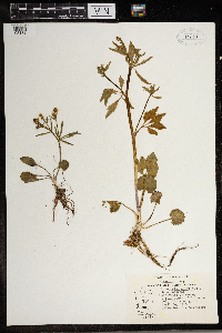 Ranunculus abortivus image