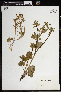 Ranunculus abortivus image