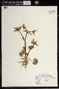 Ranunculus abortivus image