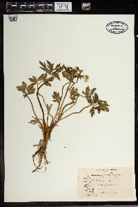 Ranunculus acris image