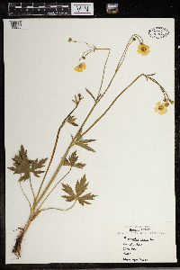 Ranunculus acris image