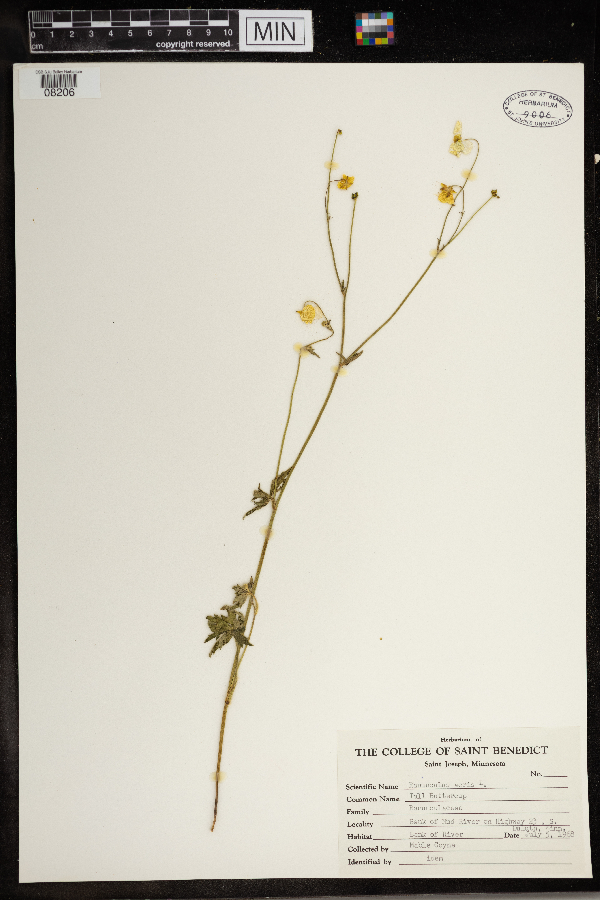 Ranunculus acris image