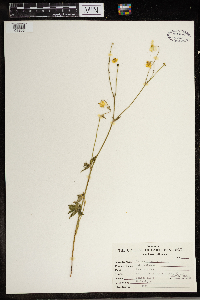 Ranunculus acris image