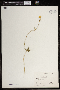 Ranunculus acris image