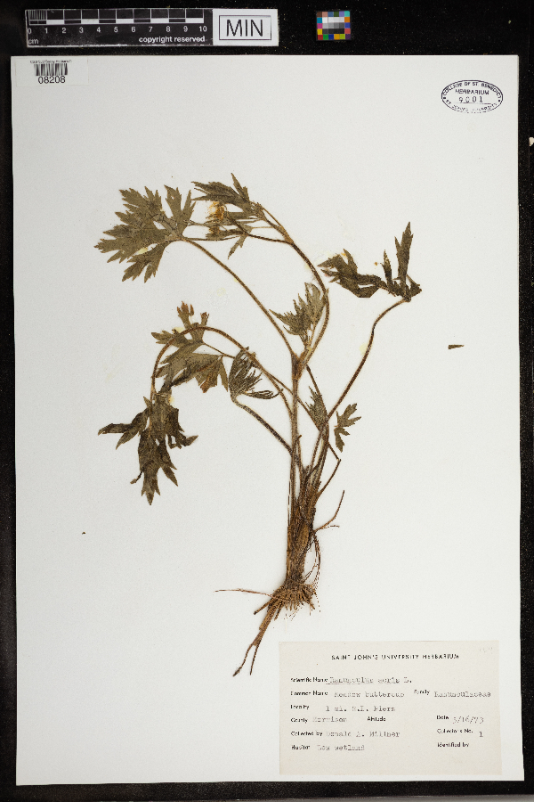 Ranunculus acris image