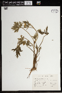 Ranunculus acris image