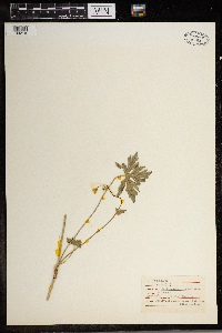 Ranunculus acris image