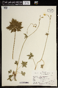 Ranunculus acris image