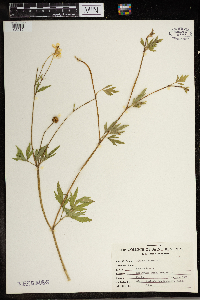 Ranunculus acris image