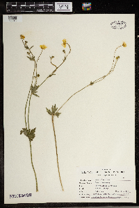 Ranunculus acris image