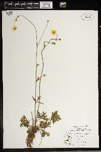Ranunculus acris image
