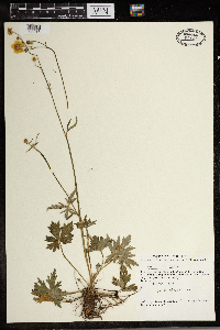 Ranunculus acris image
