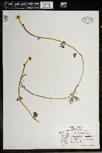 Ranunculus aquatilis image