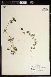 Ranunculus aquatilis image
