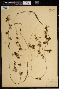 Ranunculus aquatilis image