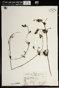 Ranunculus aquatilis var. diffusus image