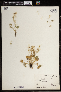 Ranunculus cymbalaria image