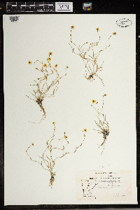 Ranunculus flammula var. reptans image