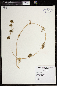 Ranunculus aquatilis image