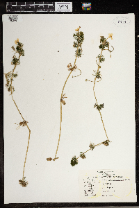Ranunculus aquatilis image