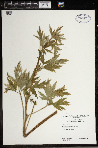 Ranunculus pensylvanicus image
