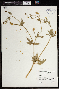Ranunculus pensylvanicus image