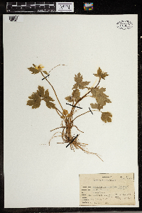 Ranunculus pensylvanicus image