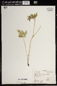 Ranunculus pensylvanicus image