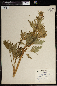 Ranunculus pensylvanicus image