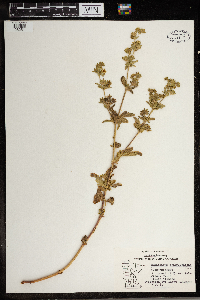 Ranunculus pensylvanicus image