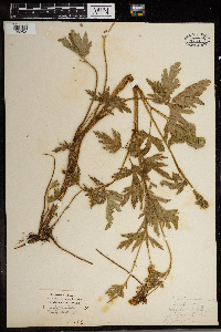Ranunculus pensylvanicus image