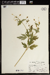 Ranunculus pensylvanicus image