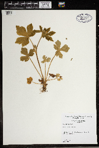 Ranunculus recurvatus image