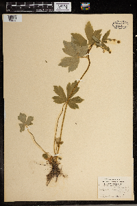 Ranunculus recurvatus image