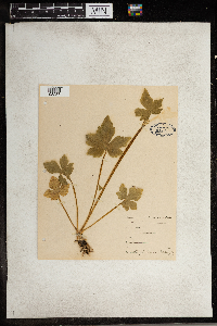 Ranunculus recurvatus image