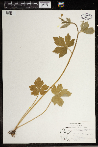 Ranunculus recurvatus image