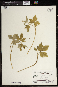 Ranunculus recurvatus image