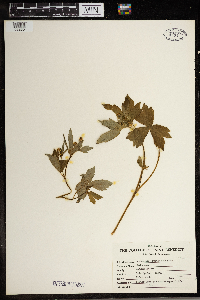 Ranunculus recurvatus image
