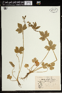 Ranunculus recurvatus image