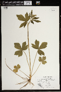 Ranunculus recurvatus image