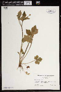 Ranunculus recurvatus image