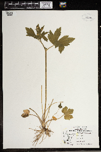 Ranunculus recurvatus image